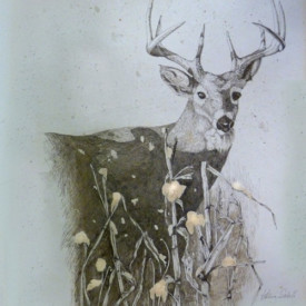 PA Whitetail by Phiris Sickels