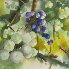 Pre Wine by Phiris Sickels